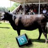 86ª Expofeira - Hereford e Angus 